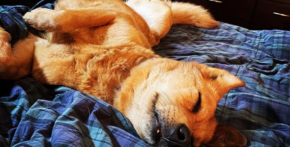 Pet Picture